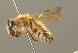 Image of Andrena praecox (Scopoli 1763)