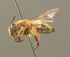 Image of Andrena praecox (Scopoli 1763)