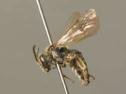 Image of Andrena subopaca Nylander 1848
