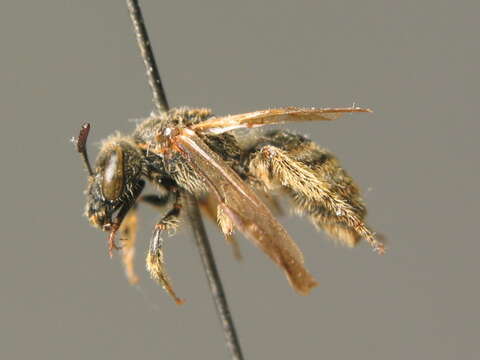 Image of Lasioglossum albipes (Fabricius 1781)