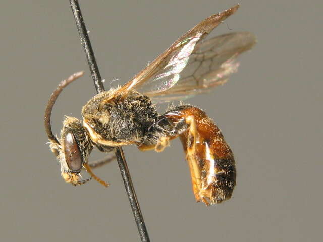 Image of Lasioglossum albipes (Fabricius 1781)