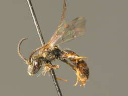 Image of Lasioglossum albipes (Fabricius 1781)