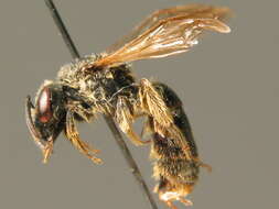 Image of Lasioglossum calceatum (Scopoli 1763)