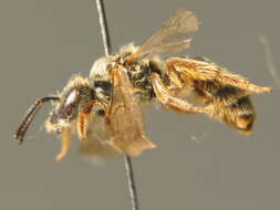 Image of Lasioglossum calceatum (Scopoli 1763)