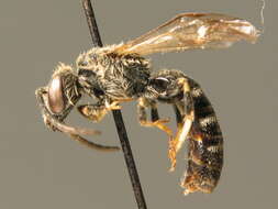 Image of Lasioglossum calceatum (Scopoli 1763)