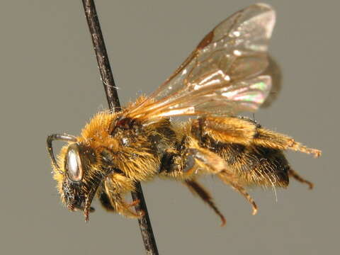 Image of Lasioglossum laevigatum (Kirby 1802)