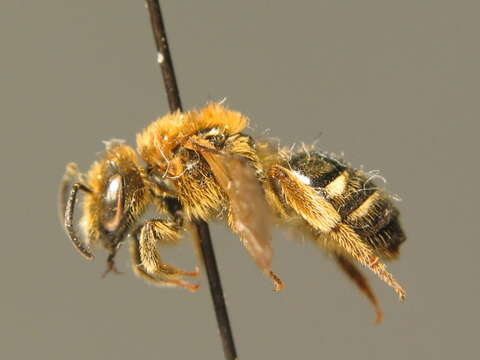 Image of Lasioglossum laevigatum (Kirby 1802)