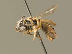 Plancia ëd Lasioglossum lativentre (Schenck 1853)