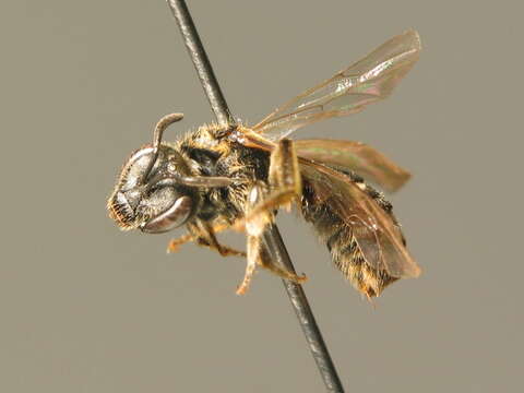 Image of Lasioglossum lativentre (Schenck 1853)