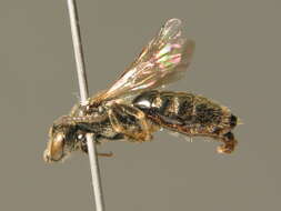 Image of Lasioglossum lativentre (Schenck 1853)