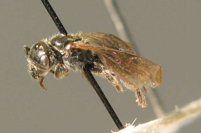 Lasioglossum semilucens (Alfken 1914)的圖片