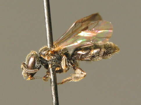 Lasioglossum minutissimum (Kirby 1802)的圖片