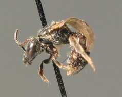 Lasioglossum punctatissimum (Schenck 1853)的圖片