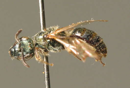 Lasioglossum nitidulum (Fabricius 1804)的圖片