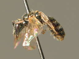 Lasioglossum nitidulum (Fabricius 1804)的圖片