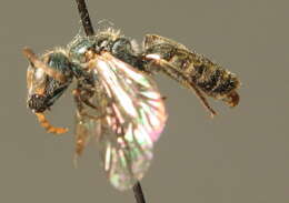 Lasioglossum nitidulum (Fabricius 1804)的圖片