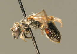 Lasioglossum punctatissimum (Schenck 1853)的圖片