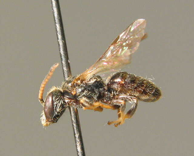 Lasioglossum punctatissimum (Schenck 1853)的圖片