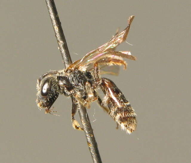 Image of Lasioglossum lucidulum (Schenck 1861)