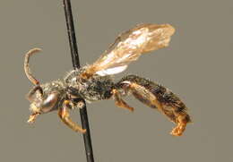 Image of Lasioglossum sexstrigatum (Schenck 1870)