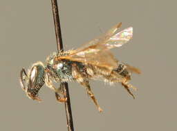 Lasioglossum nitidulum (Fabricius 1804)的圖片