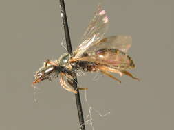 Lasioglossum nitidulum (Fabricius 1804)的圖片