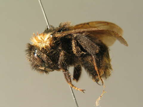 Image of Ashton's Cuckoo Bumblebee