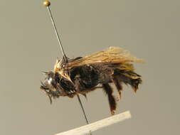 Image of Ashton's Cuckoo Bumblebee