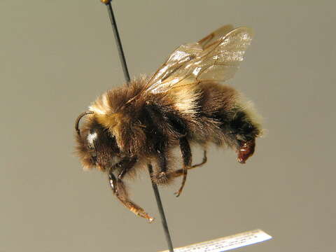 Image of Bombus cryptarum