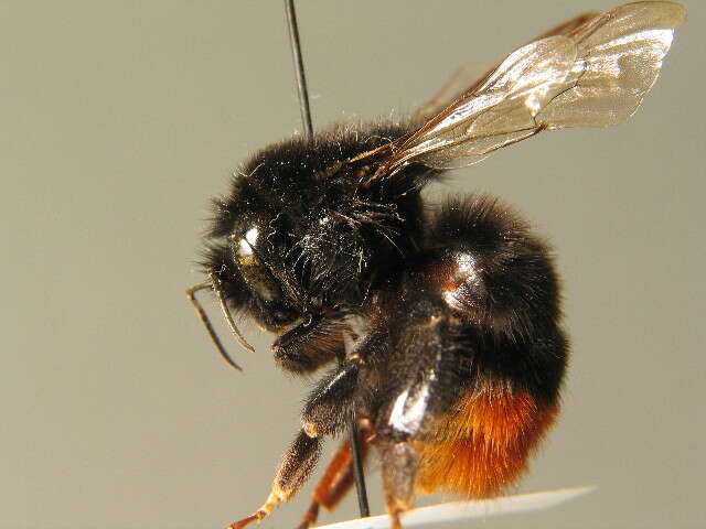 Image of Red tailed bumblebee