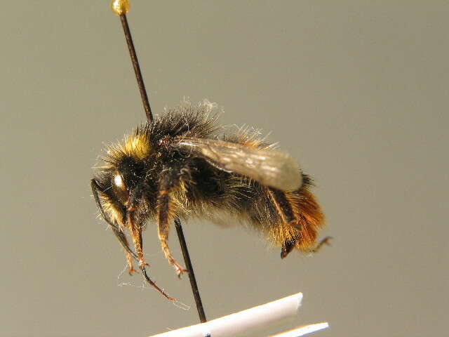 Image of Red tailed bumblebee