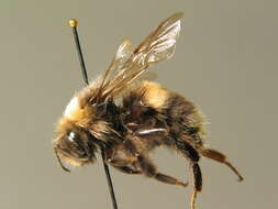 Image of White-tailed bumblebee