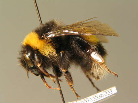 Image of Bumble Bees