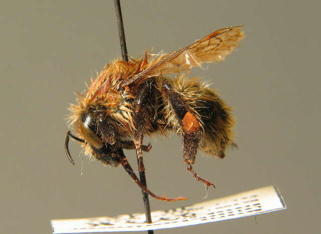 Image of Bombus muscorum (Linnaeus 1758)