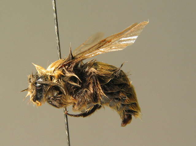 Plancia ëd Bombus pratorum (Linnaeus 1761)