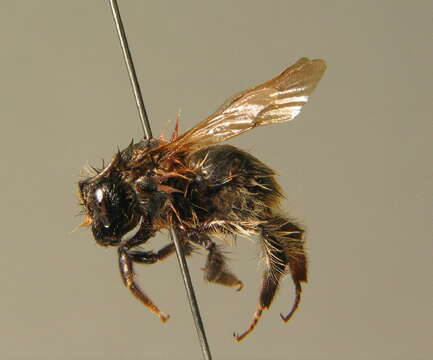 Image of Common carder bumblebee