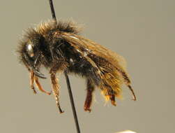 Слика од Bombus rupestris (Fabricius 1793)