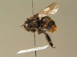 Image of Bombus soroeensis (Fabricius 1776)