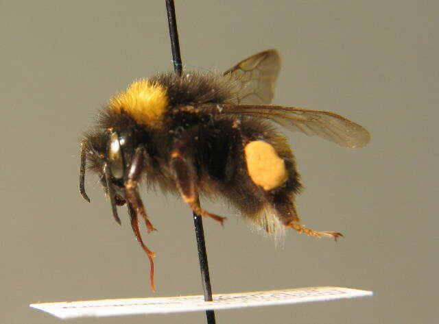 Image of Buff-tailed bumblebee