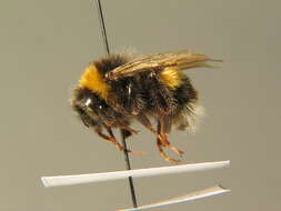 Image of Buff-tailed bumblebee