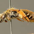 Image of Andrena aberrans Eversmann 1852
