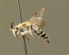 Image of Andrena argentata Smith 1844