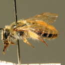 Image of Andrena chrysopus Pérez 1903