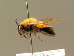 Image of Clark's Andrena