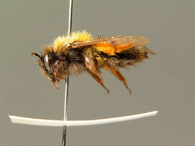 Image of Clark's Andrena