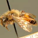 Image of <i>Andrena stragulata</i> Illiger 1806