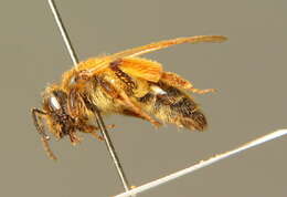 Image of Andrena ferox Smith 1847