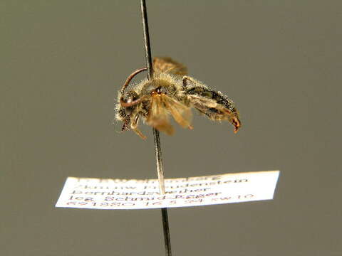 Image of Andrena fulvida Schenck 1853