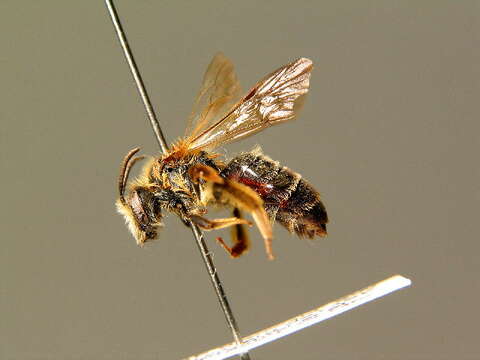 Image of Andrena fulvida Schenck 1853