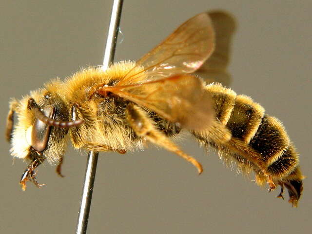 Слика од Andrena labialis (Kirby 1802)